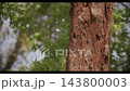 High-speed 120 fps slow-motion video of weeping trees in Assam forests High-speed 120 fps slow-motion video of weeping trees in Assam forests 143800003