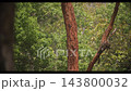 High-speed slow-motion wide shot video footage of Assam forests documenting insect habitat creation within weeping trees High-speed slow-motion wide shot video footage of Assam forests documenting insect habitat creation within weeping trees 143800032