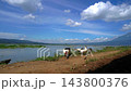Muscovy Ducks Walking on Dirt Bank Near Calm Lake with Mountain View 143800376
