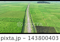Stunning drone shot of Assam's vast paddy fields with black rice plants swaying in the wind Stunning drone shot of Assam's vast paddy fields with black rice plants swaying in the wind 143800403