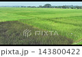 Drone shot of advancing youths amidst lush black rice fields in Assam Drone shot of advancing youths amidst lush black rice fields in Assam 143800422