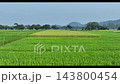 Stunning drone shot of lush green fields in Assam representing rich agriculture Stunning drone shot of lush green fields in Assam representing rich agriculture 143800454