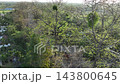 Drone follow shot captures rare scene of wild honeybees nesting atop treetops in Assam Drone follow shot captures rare scene of wild honeybees nesting atop treetops in Assam 143800645