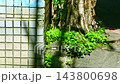 雑草 草 野草 143800698