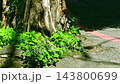 雑草 草 野草 143800699