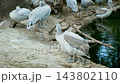 Group of white pelicans sitting on shore near pond water in natural animal sanctuary 143802110