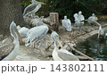 Group of white pelicans sitting on shore near pond water in natural animal sanctuary 143802111