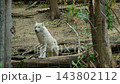 Arctic white wolf standing behind wire mesh fence in wildlife sanctuary 143802112