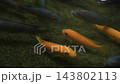 Group of colorful cichlid fish swimming underwater in freshwater aquarium 143802113