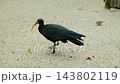 Rare waldrapp ibis searching for food on ground in wildlife habitat 143802119