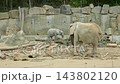A one-year-old elephant learns to control his trunk, eats branches and leaves 143802120