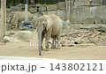 Elephant locomotion and walking movement in animal sanctuary 143802121