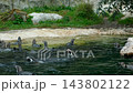 Humboldt penguins coming out of water onto rocky shore in wildlife habitat 143802122