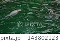 Cute penguins paddling and swimming in pond in wildlife habitat 143802123