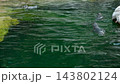 Cute penguins paddling and swimming in pond in wildlife habitat 143802124