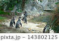 Cute penguins walking into pond for swimming in wildlife habitat 143802125