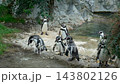 Colony of penguins waddling along rocky shore in wildlife habitat 143802126