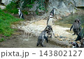 Group of Humboldt penguins waddling and interacting in wildlife habitat 143802127