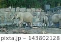 Group of African elephants with calf in outdoor enclosure. 143802128