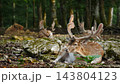 Male fallow deer, buck with antlers in forest 143804123