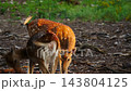 Female fallow deer in forest 143804125