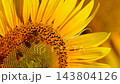 Honey bee on yellow sunflower 143804126
