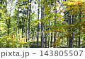 Beautiful sunny beech and pine forest landscape in mountains 143805507