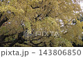 銀杏 143806850