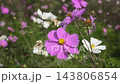 波斯菊是日本秋天的象徵。 143806854