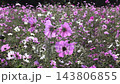 波斯菊，秋天的象徵。 143806855