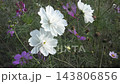 波斯菊花 143806856