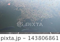 一群游泳的鯉魚 143806861