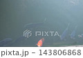 一組Nishikigoi 143806868
