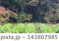 雨水落在田間的農作物上—蔬菜 143807985