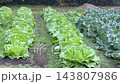 雨水落在田間的農作物上—蔬菜 143807986