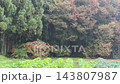 雨水落在田間的農作物上—蔬菜 143807987