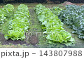 雨水落在田間的農作物上—蔬菜 143807988