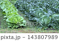 雨水落在田間的農作物上—蔬菜 143807989