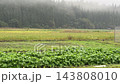 雨水落在田間的農作物上—蔬菜 143808010