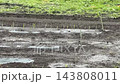 雨水落在田間的農作物上—蔬菜 143808011