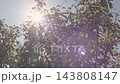 木から眩しい太陽光が差し込む自然風景　環境イメージ 143808147