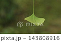 銀杏葉懸掛在蜘蛛網上 143808916