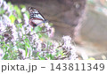 【縦動画】フジバカマの花畑で花蜜を吸い、翅を羽ばたかせて飛ぶ複数のアサギマダラたち  渡り蝶 143811349