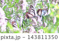 【縦動画】フジバカマの花畑で花蜜を吸い、翅を羽ばたかせて飛ぶ複数のアサギマダラたち  渡り蝶 143811350
