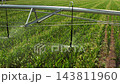 In a lush green field, an irrigation system sprays water over rows of crops. The agricultural irrigation equipment operates to maintain moisture levels in the soil. 143811960