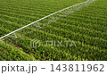 An irrigation system is moving through rows of green corn crops, delivering water evenly. The operation of an irrigation system watering crops in a vast agricultural field. 143811962