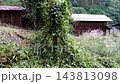 Hazakura and hut 143813098