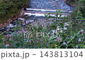 Wildflowers and streams 143813104