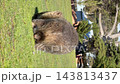 A wild baby wombat peeks its head out of its mother's pouch on Maria Island, Tasmania. A wild baby wombat peeks its head out of its mother's pouch on Maria Island, Tasmania. 143813437