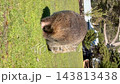 A wild baby wombat peeks its head out of its mother's pouch on Maria Island, Tasmania. A wild baby wombat peeks its head out of its mother's pouch on Maria Island, Tasmania. 143813438
